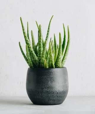 aloe vera plante i potte
