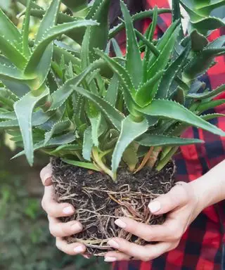 hender som holder en aloe vera-plante