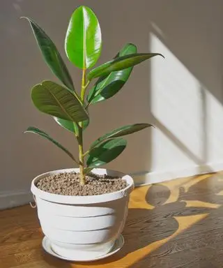 鉢植えのフィカス・エラスティカに輝く太陽