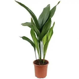鋳鉄製植物 - 6 インチポット入り 5 つの生きた植物 - Aspidistra Elatior - ウォルマートの美しい花屋品質の屋内または屋外植物