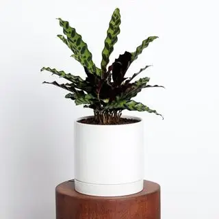 greendigs のカラテア工場