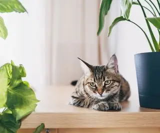 屋内の観葉植物の近くのテーブルに座っている猫