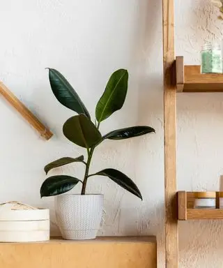 バスルームの木製棚の横にあるゴム製の植物