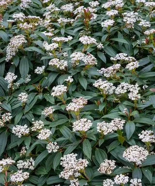 vårblomster i full blomst på en viburnum davidii busk