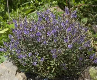 lilla blomster av en hebe