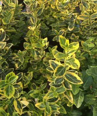 spraglete blader av Euonymus fortunei busk