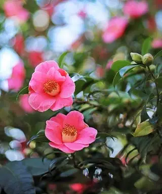 rosa kameliaer