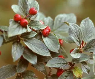 røde bær på en tranebær cotoneaster busk, også kjent som cotoneaster apiculatus