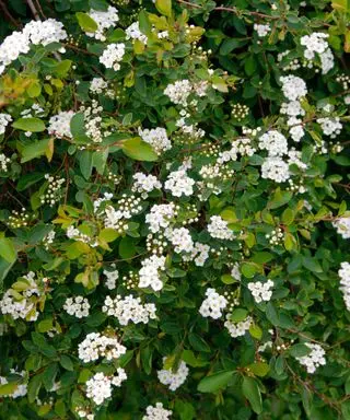 hvite vårblomster på en Spirea x vanhouttei