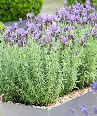 lavanda en maceta