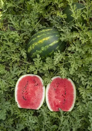 pastèque