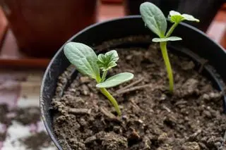 plants de pastèque poussant dans le sol