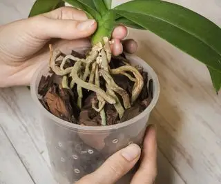 Raízes de orquídea mariposa sendo replantadas