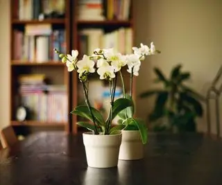 Orquídeas mariposas brancas em vasos