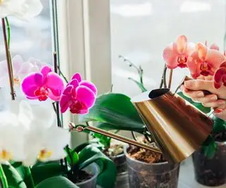 Regar orquídeas mariposas