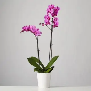 Orquídea mariposa rosa. Plantas.com