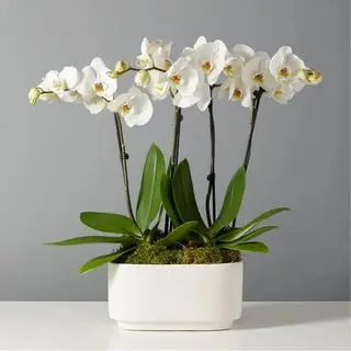 Jardim de orquídeas traça branca. Plantas.com
