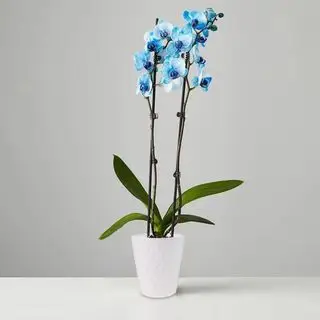 Orquídea traça azul. Plantas.com