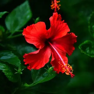 Hibisco tropical de flor vermelha com folhas verdes brilhantes