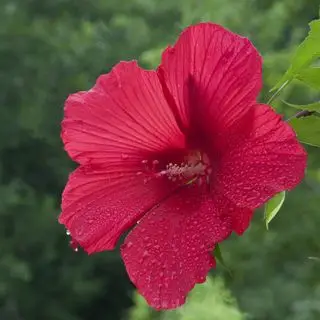 hibisco vermelho rosa sinensis