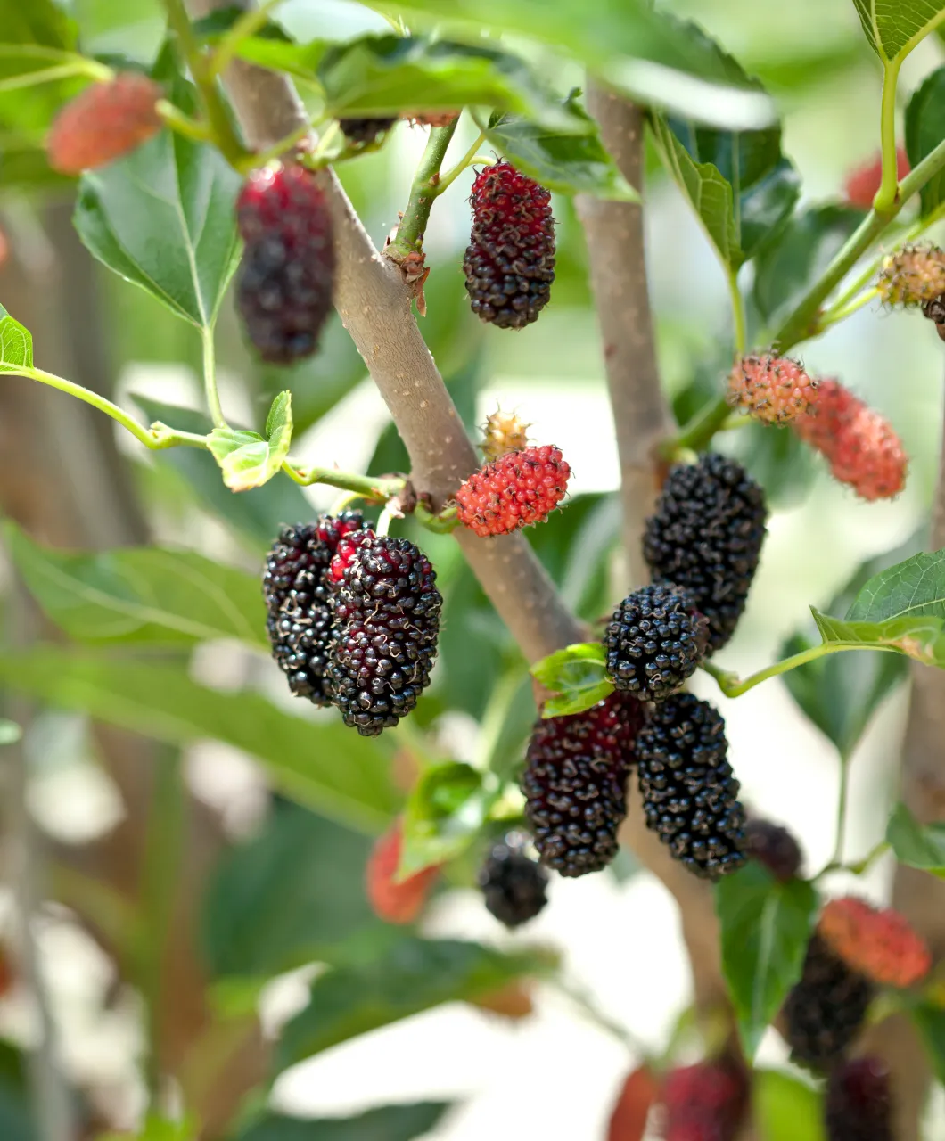 Buckingham Palace & rsquo; s Mulberry Tree' loading='lazy' title=