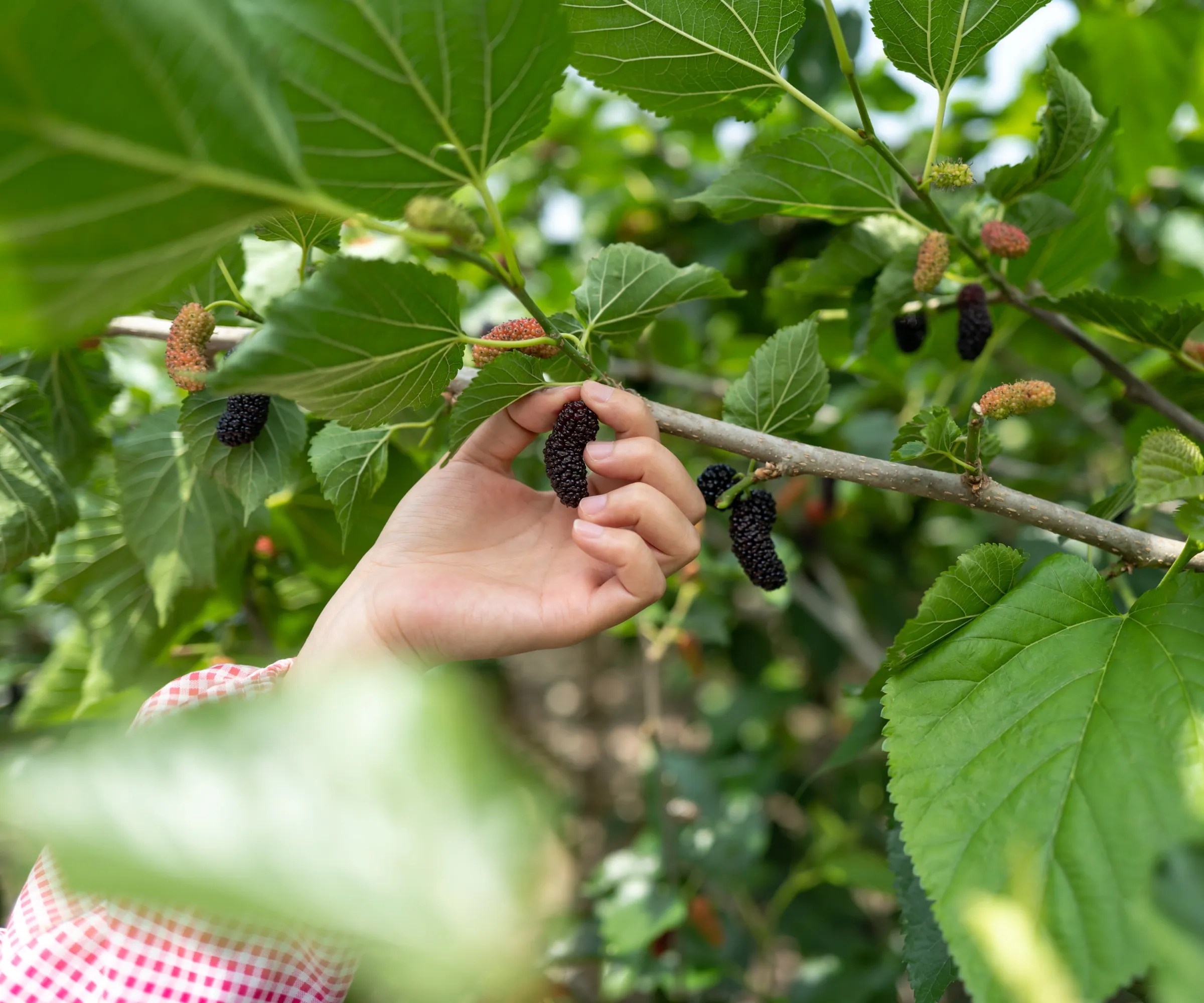 Picking Mulberry Fruit' loading='lazy' title=