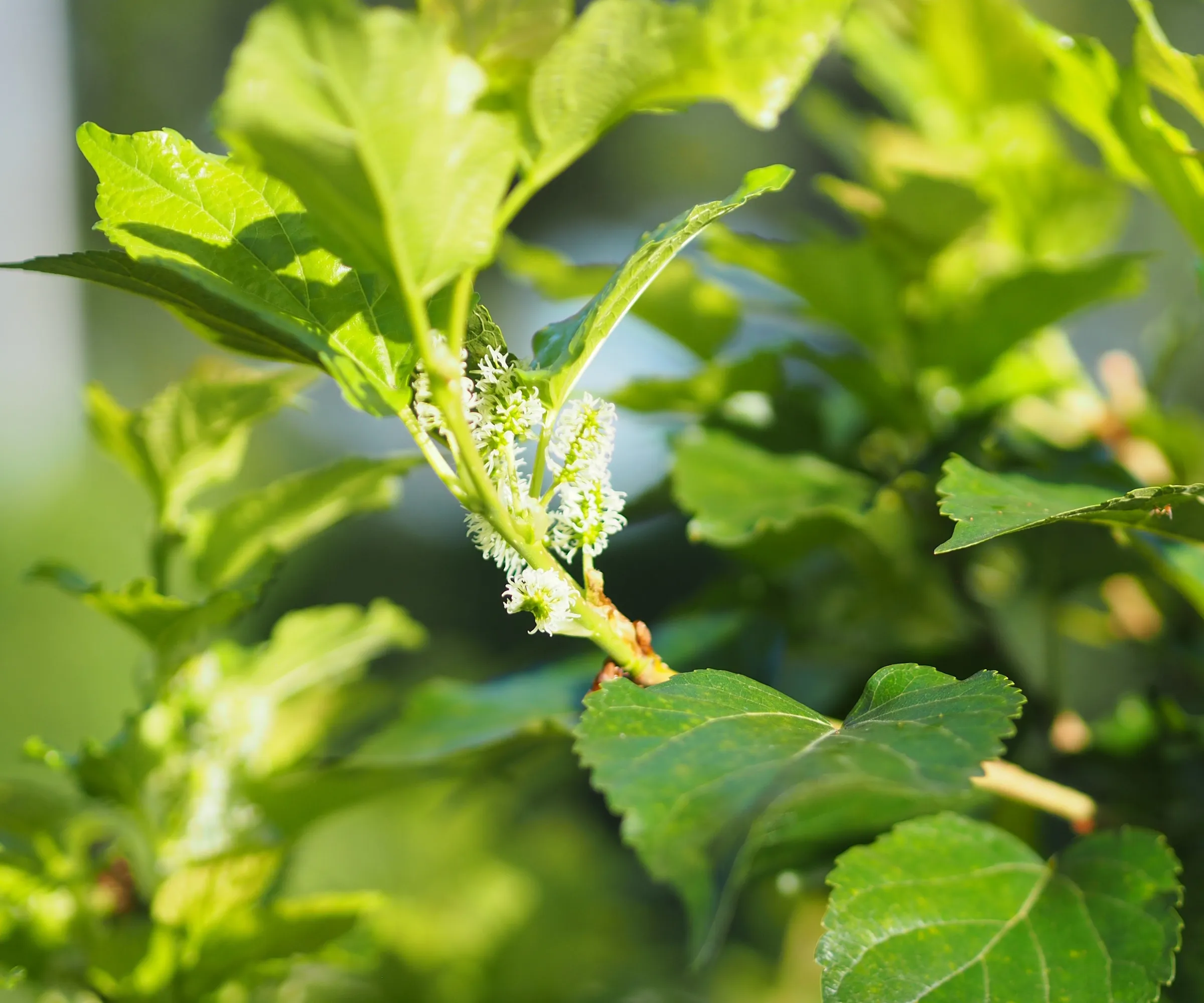 Mulberry -træ i en solrig have med grønt frodigt løv' loading='lazy' title=