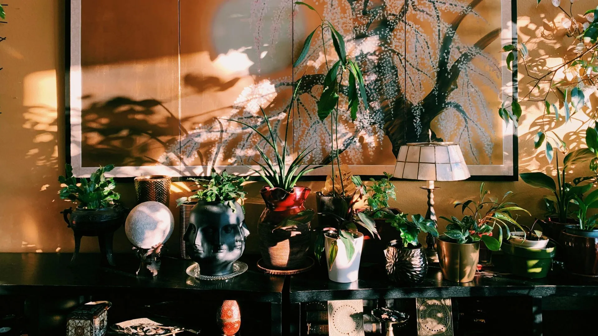 Une collection de plantes d'intérieur' loading='lazy' title=