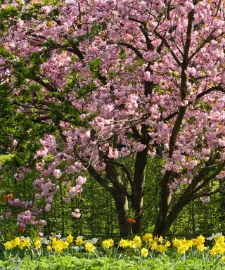 Cerezo en flor en flor con narcisos creciendo debajo de él