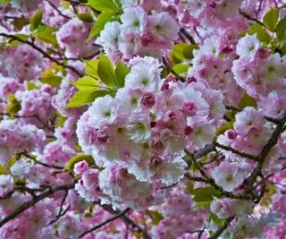 Floración primaveral de un cerezo en flor 'Kwanzan