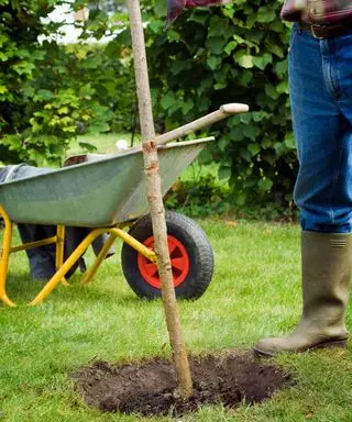Persona plantando un cerezo joven en un hoyo recién cavado en el jardín.