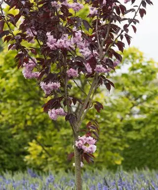 hojas oscuras y flores rosadas en un Prunus