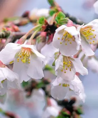 flor blanca de un cerezo Fuji