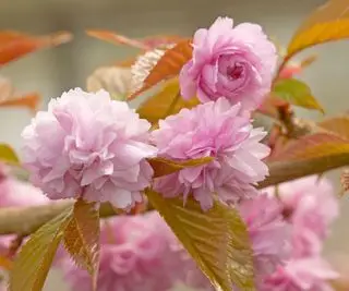 flor rosa en un prunus 'Kiku-Shidare-Zakura