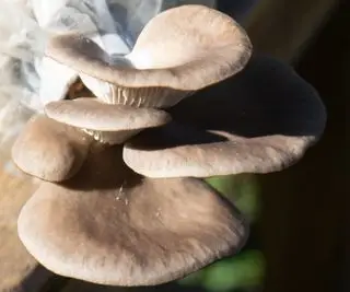 Un'immagine ravvicinata di funghi ostrica coltivati