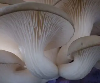 Funghi ostrica che crescono su un tronco in natura