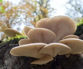 Funghi ostrica che crescono sui tronchi