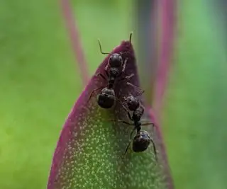 Duas formigas em uma folha verde