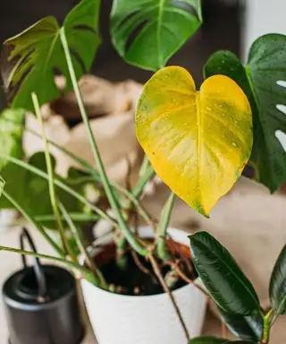 hoja amarilla en monstera