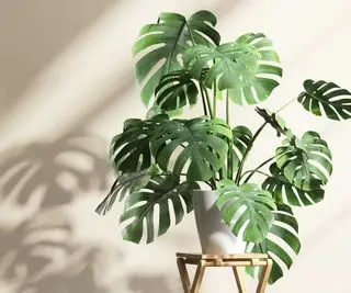 planta monstera en taburete