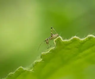 Malý zelený cvrček na okraji zeleného listu