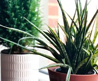 Uma planta de aloe vera em um vaso ao lado de outra planta de casa no parapeito de uma janela