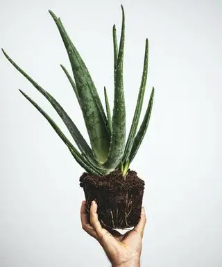 Uma planta de aloe vera em um vaso