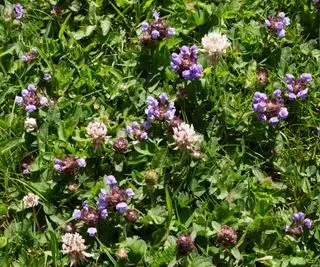 מקרוב, של, סגול, פרחוני, עשבים שוטים, על, a, lawn