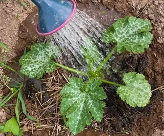 カボチャの水やり