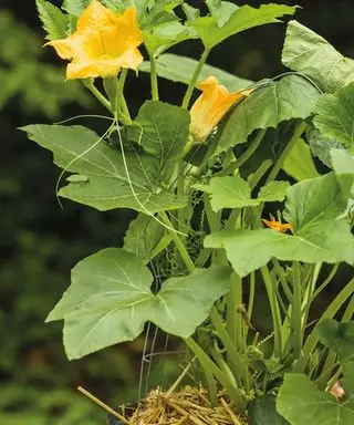 コンテナ内で成長する開花カボチャ植物