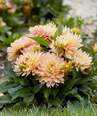 dahlia pablo