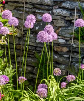 Ideas de jardín de rocas