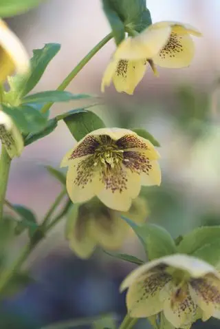 Hellebores - rosas de Navidad