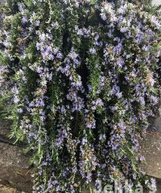 Boule rampante de romero en flor